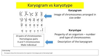 Karyotype Vs Karyogram [upl. by Javier]