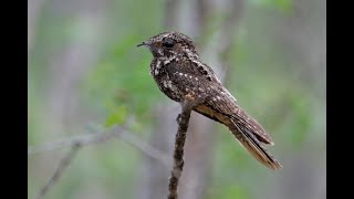 Hispaniolan Nightjar Bin3aiah Birds [upl. by Neelahtak501]