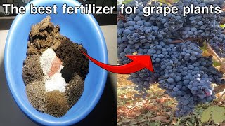 Best Fertilizer Mix Recipes for Grape plant Grapevine best fertilizer [upl. by Welsh51]