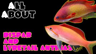 All About The Dispar Anthias and Lyretail Anthias [upl. by Roland]