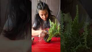 Fern Kokedama kokedama plants dehradun diy gardening [upl. by Nolitta]