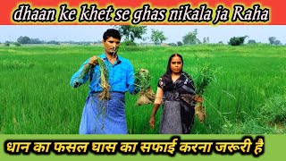 धान का सोहनी हो रहा dhaan ke khet mein se ghas nikala ja Rahawireless mic voice test 30 मी दूर [upl. by Isherwood507]