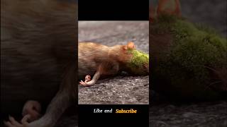 This rat unknowingly eats a strange thingshorts [upl. by Latsirk111]