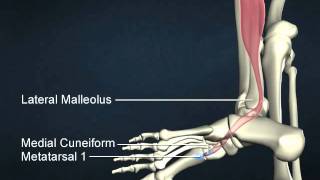 fibularis longus [upl. by Selestina220]