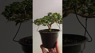 Mini Premna bonsai minibonsai indoorbonsai gardening garden bonsailove plants bonsaiwork [upl. by Rocca438]