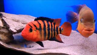 Big Pair of Red Terror Cichlids [upl. by Flavio922]