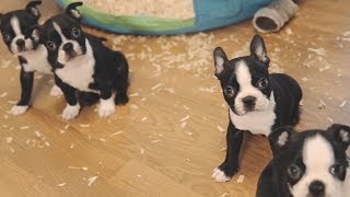 Boston Terrier Puppies  Week 6 [upl. by Feilak552]