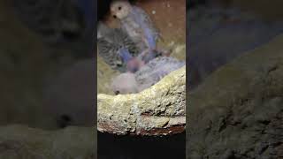 baby colour lovebirds budiges lovebirdslovers cute birds parrot [upl. by Deacon]