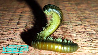 Diplopoda Species  Spirobolida Small Millipedes  Dying millipedes act like cobras 🐍 [upl. by Vanda106]