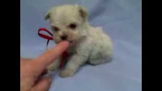 Micro teacup maltipoo puppy for sale [upl. by Britni]