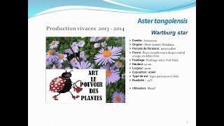 Aster tongolensis wartburg star plante vivace [upl. by Nilahs]