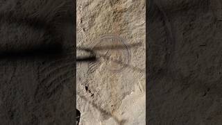 Miren un hermoso ammonite fosilizado fosil paleontologia curiosidades [upl. by Gnouhk]