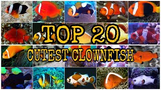 TOP 20 CUTEST CLOWNFISH [upl. by Slemmer]