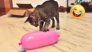 Essayer De Ne Pas Rire Animaux  Vidéo De Chat À Mourir De Rire  Vidéos Drôles De Chats [upl. by Avek319]