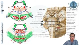 Pons Cross Sectional Anatomy [upl. by Aronson]