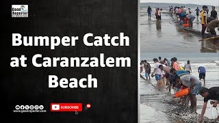 Goan Reporter News Bumper Catch at Caranzalem Beach [upl. by Allets401]