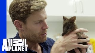 Injured Pademelon’s Life Saved  Vet Gone Wild [upl. by Nuahsak]