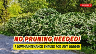 🚫 NO PRUNING Needed 7 MustHave LowMaintenance Shrubs for Your Garden 🌼🌺🌱 [upl. by Olodort993]