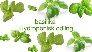 basilika hydroponisk odling [upl. by Elrak]