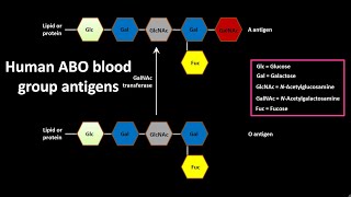 ABO blood group antigens in human [upl. by Einial]