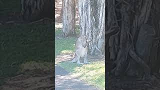 Golf with Kangaroos in Australia [upl. by Ettesyl984]