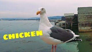 Seagull talking talking chicken [upl. by Etra]