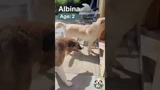 AlbinaAdopt a dog from Spain [upl. by Ada369]