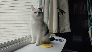 A sweet cow cat chatters on the windowsill [upl. by Ojytteb339]