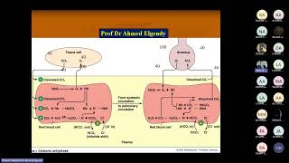 Ventilation and perfusion balance by Prof Ahmed Elgendy [upl. by Tihw]