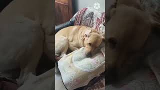 Nenu chesina thappu evvaru eppudu cheyyakandi dog labradorcity dogowner labradoretriever pets [upl. by Anaeco]