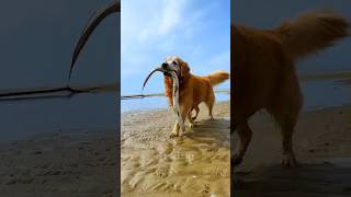 Intelligent dog fishing 🦦 New Viral Gadgets Smart Appliances Kitchen Utensils Home Inventions [upl. by Kaufmann]