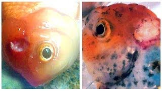 Medication  Cure for Goldfish HOLE IN THE HEAD Disease [upl. by Kevan]