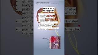 Mediators of nociception [upl. by Timmy]