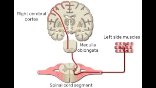 Muscle Part 3  Primary Motor Cortex Pathway How the Brain Activates Skeletal Muscle Fibers [upl. by Hgierb321]