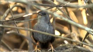 Diamantina Tapaculo  Tapaculodachapadadiamantina  Scytalopus diamantinensis [upl. by Sochor]