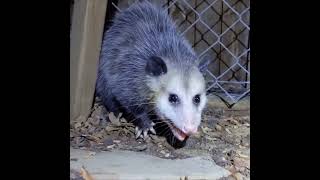 Scary noiseAustralia possum in backyard [upl. by Delbert]