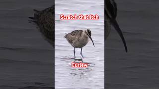 Whimbrel  Hudsonian Curlew at the Beach shorebirds sandpiper birdwatching birdshorts [upl. by Adine]