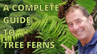 Tree Ferns Dicksonia Antarctica Complete Guide [upl. by Zink]