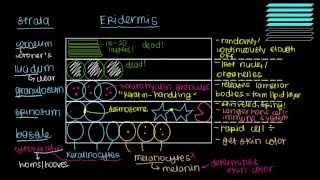 What is skin Epidermis [upl. by Beaufort]