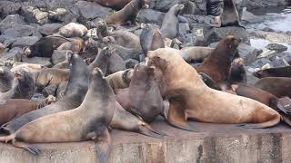 Sea lion sounds [upl. by Lina]