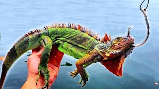 Iguanas for Bait Catch MONSTER Fish [upl. by Jolene]