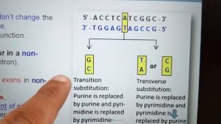 Transition mutation vs Transverse mutation 30 sec [upl. by Apgar]