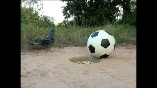 Armadilha fácil bola [upl. by Erodoeht]