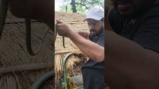 ornamental Snake 😱🐍Rescue snake shorts youtubeshorts [upl. by Haddad]