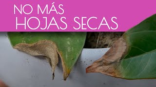 Truco para revivir una planta seca [upl. by Nivlad226]