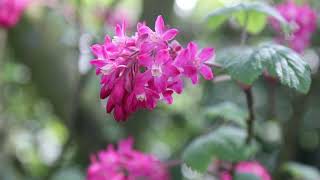 1 minuut natuur rode ribes  flowering currant  cassisfleurs  BlutJohannisbeere [upl. by Nara]