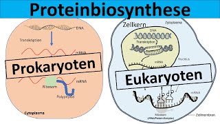 Proteinbiosynthese  Prokaryoten und Eukaryoten im Vergleich [upl. by Fink]