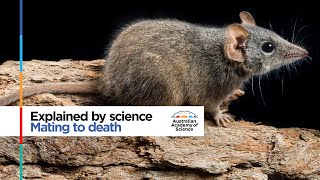 Mating to death the tough life of an antechinus [upl. by Pedrick777]