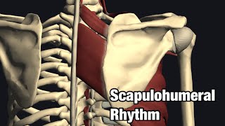 Biomechanics of scapulohumeral rhythm [upl. by Annaxor467]