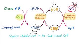 Glucose6phosphate Dehydrogenase G6PD Enzyme  ROS Scavenger Biochemistry amp Hematology [upl. by Zetneuq]